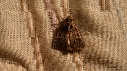 Tholera decimalis